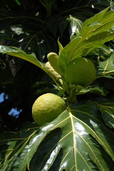L'artocarpe est le nom scientifique de l'arbre-à-pain (artocarpus) plus connu sous le nom créole de "fuyapin" ou "fuiyapin".